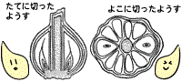 にんにくの断面図