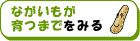 ながいもが育つまで