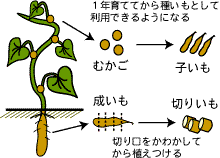 ながいもが育つまで 野菜博物館 やさいはくぶつかん ファームパラダイス 上十三広域農業振興会