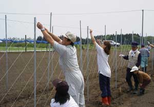 ながいも写真館