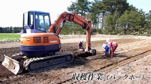 ながいも堀取