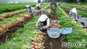 にんじん葉切り