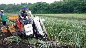 にんにく収穫