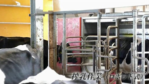 畜産酪農搾乳